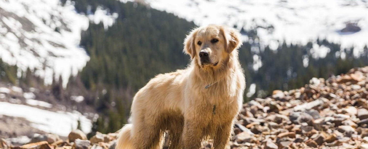 dog hiking in the mountain