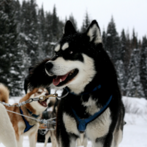 Exciting Dog Sledding Adventures in Big Sky, Montana | The Wilson Hotel