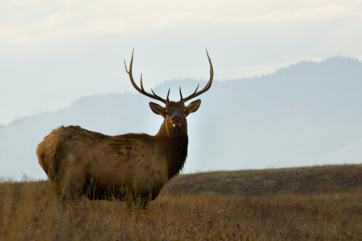 Experience the Best Hunting in Montana | The Wilson Hotel