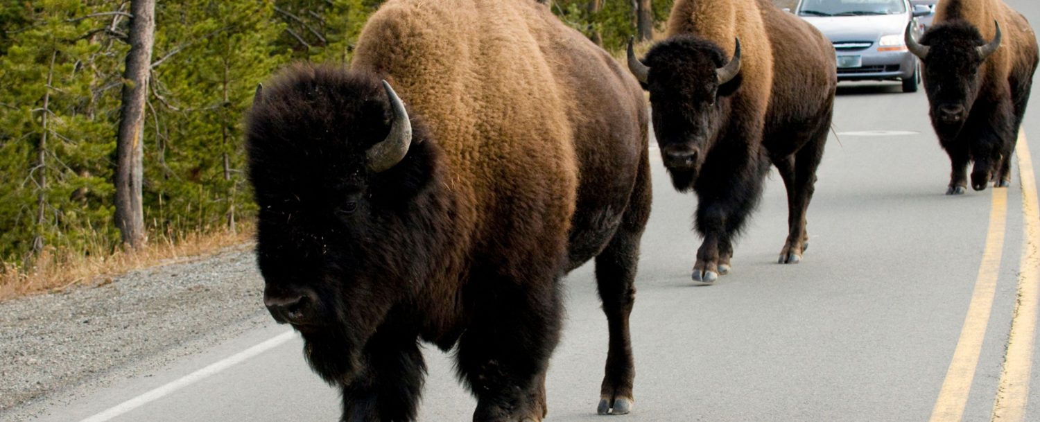 Bison roaming on a road like other wildlife of Yellowstone